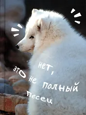 Записная книжка А6 80л кл. "Песец" 7БЦ, глянц.лам, офсет