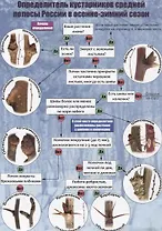 Определитель кустарников средней полосы России в осенне-зимний сезон