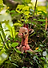 3D пазл Makebug «Жираф мини», линейка Tiny Series. Арт. MB-D-0042 - 2