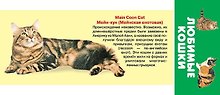 Любимые кошки. Карточки