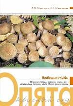 Опята круглый год