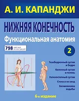 Нижняя конечность : Функциональная анатомия