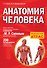 Анатомия человека - 0
