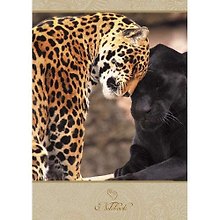 Записная книжка, Эксмо А6 (110*145) Живая планета. Дикие кошки тверд.обл.