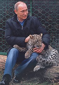 Сувенир, Магнит В.В. Путин с леопардом металл [207]