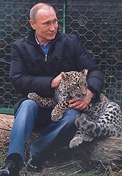 Сувенир, Магнит В.В. Путин с леопардом металл [207]