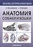 Анатомия собаки и кошки - 1