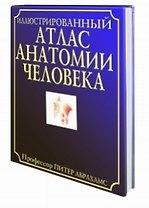 Иллюстрированный атлас анатомии человека