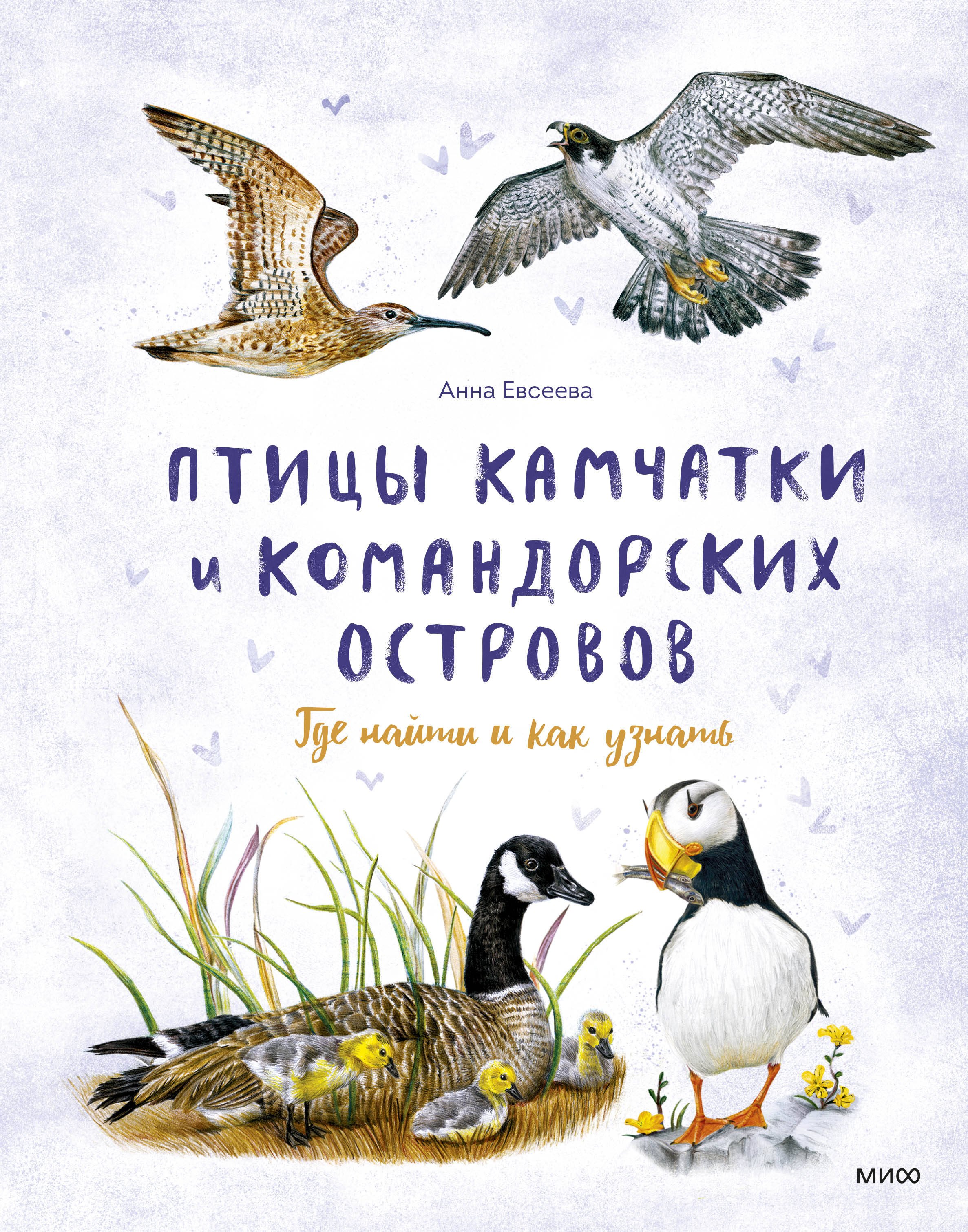 

Птицы Камчатки и Командорских островов. Где найти и как узнать
