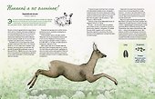 Наши соседи по планете. Рассказы о диких животных - 1