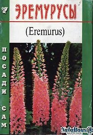 Эремурусы (Посади сам) (м)