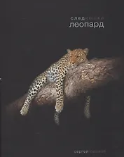 След кошки.Леопард