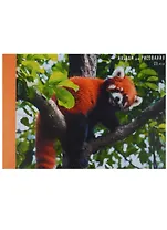 Альбом для рисования Unnika, "Красная панда", А4, 20 листов, на склейке