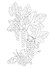 OUTLINES. Раскраска «FRUITES & BERRIES» - 2