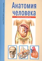 Анатомия человека