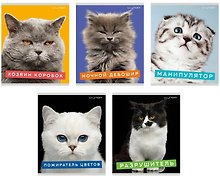 Тетрадь общая «Характер котика», 96 листов в клетку, А5 - Listoff