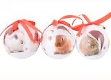 Набор елочных шаров НГ Кролики в колпачках (3 шт) (пластик) (7,5 см) (ПВХ Бокс)