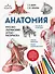 Анатомия: русско-латинский атлас-раскраска (новое оформление, новый формат) - 0