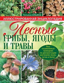 Лесные грибы, ягоды и травы