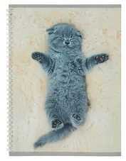 Тетрадь в линейку Listoff, "Котенок", А4, 60 листов