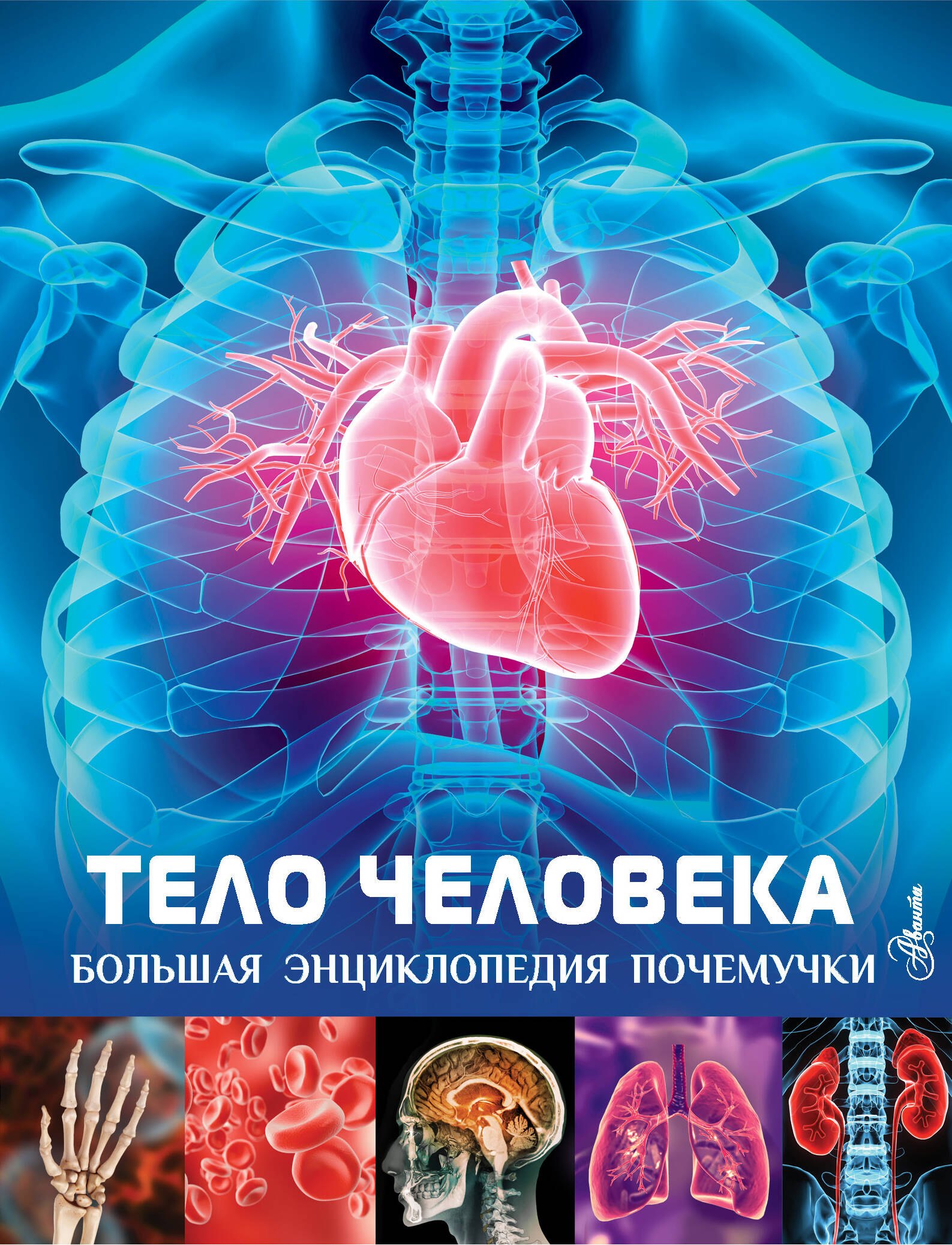 

Тело человека