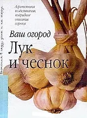 Лук и чеснок