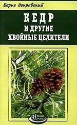 Кедр и другие хвойные целители