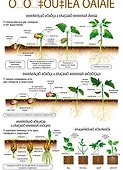 Плакат Корень Прорастание семени (4560) - 0