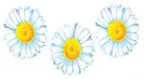 Наклейки для дома, Декоретто, Ромашки