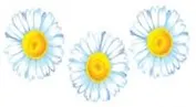Наклейки для дома, Декоретто, Ромашки