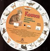 Круг Кошки (бол)