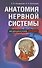 Анатомия нервной системы - 0