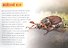 Обучающая книга «Удивительные насекомые» - 2