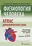 Физиология человека. Атлас динамических схем - 0