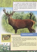 Животные и птицы Европы - 1
