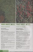 Красивые клумбы. Иллюстрированный справочник цветов, кустарников и растений - 2