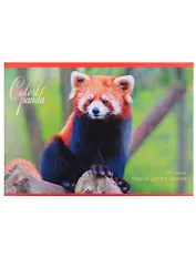 Альбом для рисования Unnika, "Красная панда", А4, 20 листов