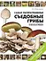 Самые распространенные съедобные грибы. Справочник-определитель грибника: новое дополненное издание - 0