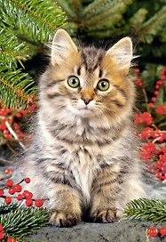 Пазл 1000 С-101740 Котенок (castor)