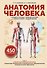 Анатомия человека. Сердце и сосуды, нервная система, органы чувств, общий покров - 0