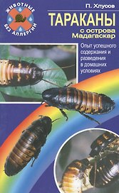 Тараканы с острова Мадагаскар. Опыт успешного содержания и разведения.