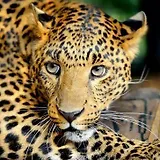 Алмазная мозаика ТМ Рыжий кот 20х20см c подр., с полн. заполн. (класс.),18цв. Взгляд леопарда AC20077