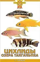 Цихлиды озера Танганьика