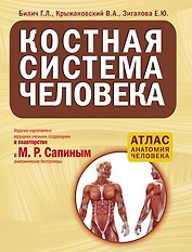 Костная система человека