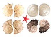 Наклейки для дома, Декоретто, Ракушки и звезда