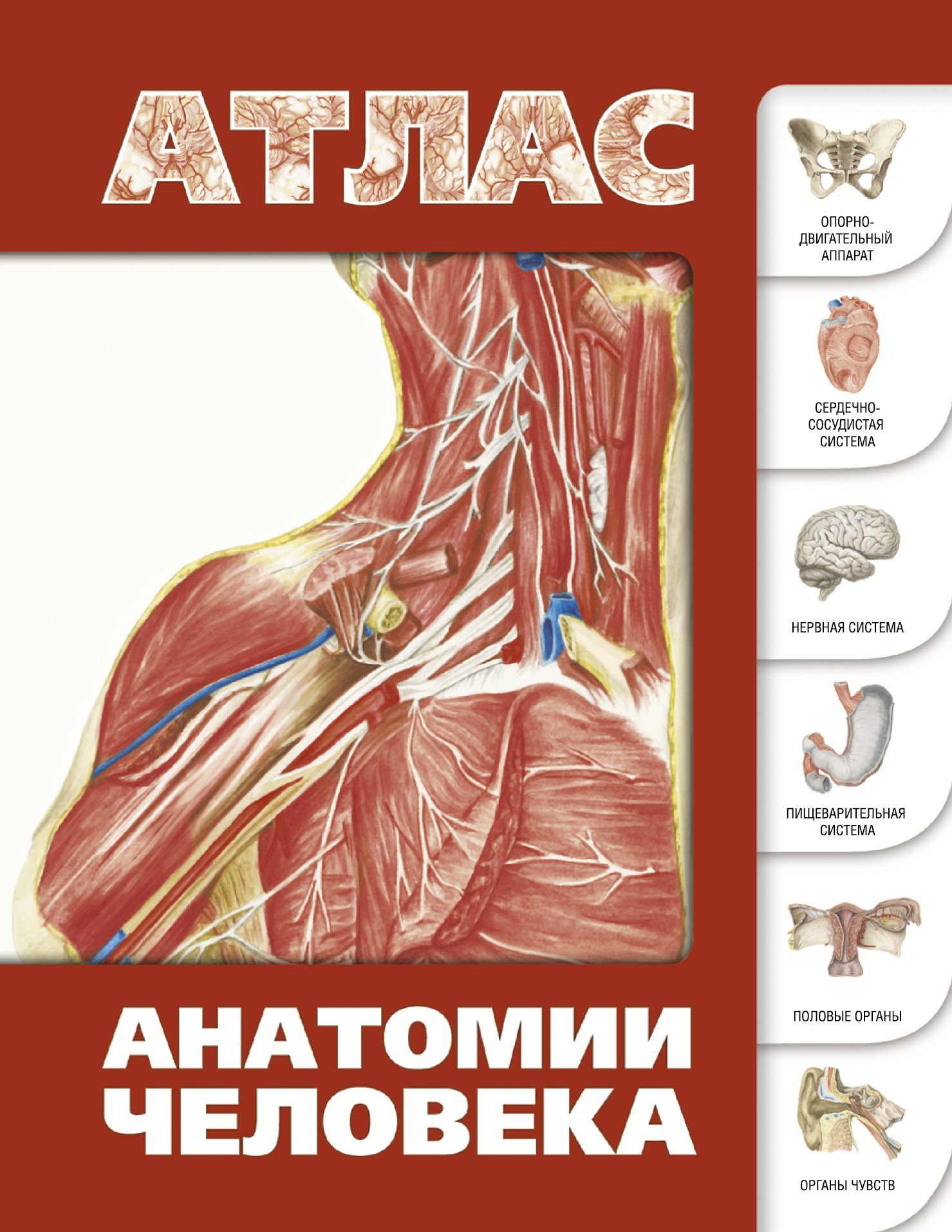 

Атлас анатомии человека(инт.пер.)