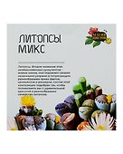 Набор д/выращивания растений Магия цветов, Литопсы микс (живые камни) (mf-004) - 2