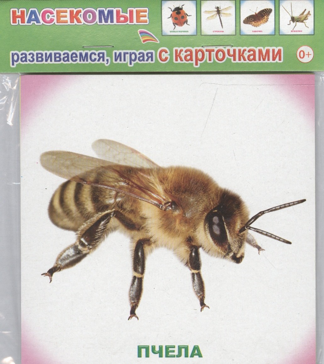 Обучающие карточки. Насекомые