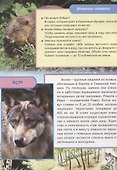 Животные и птицы Европы - 2