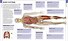 Human Anatomy - 2